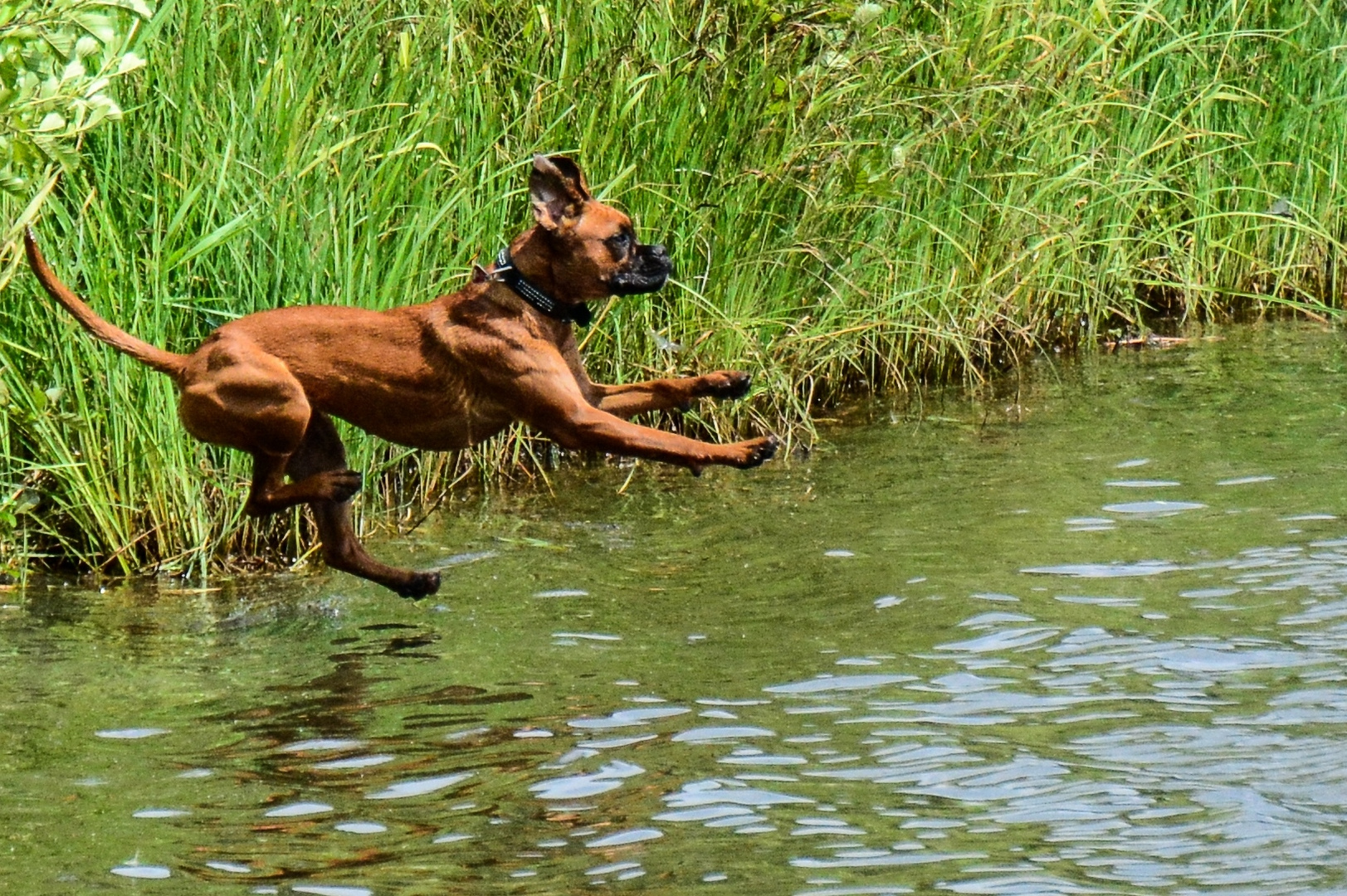 Boxerhündin Mara