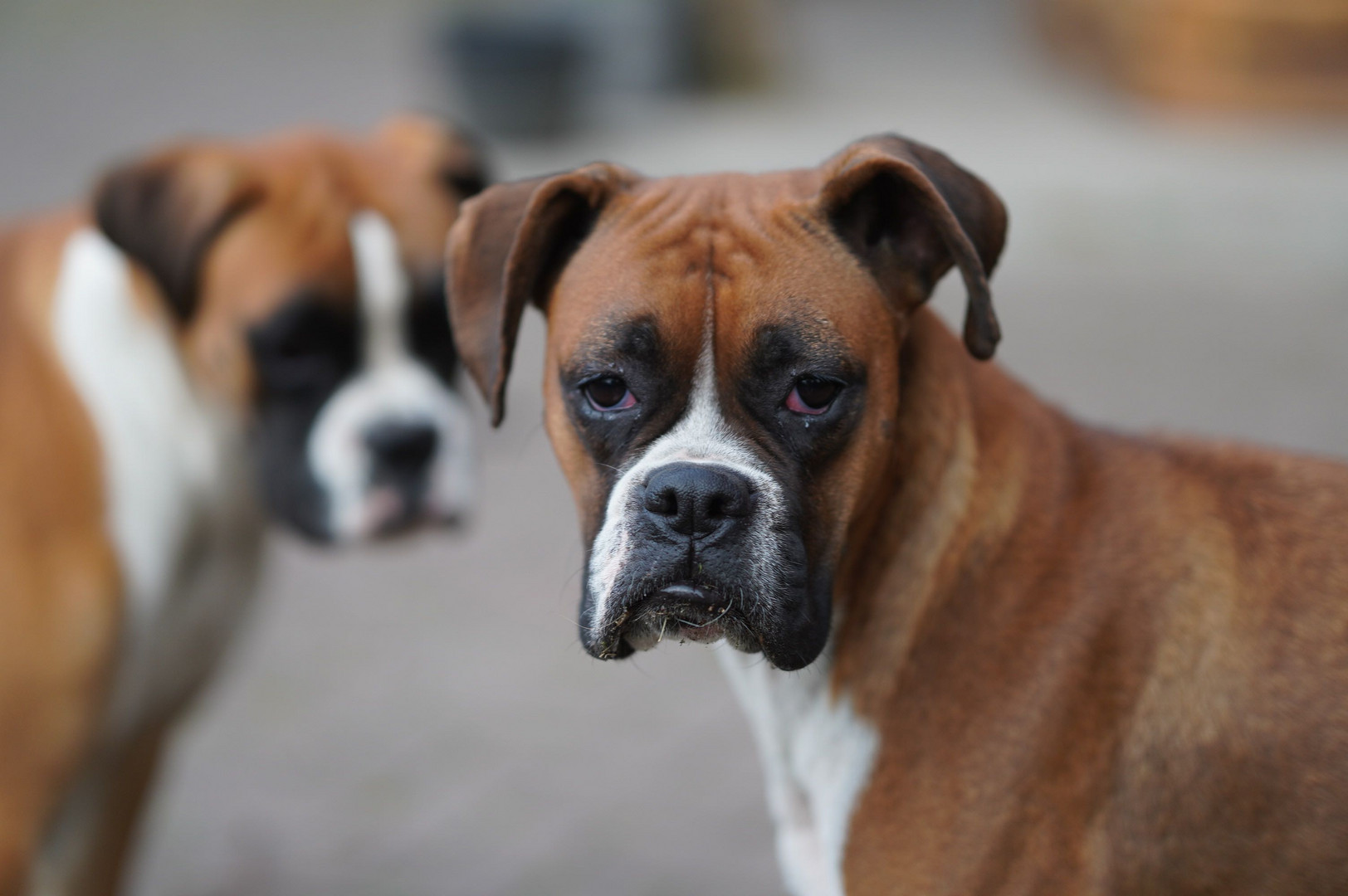 Boxerhündin Pepsi