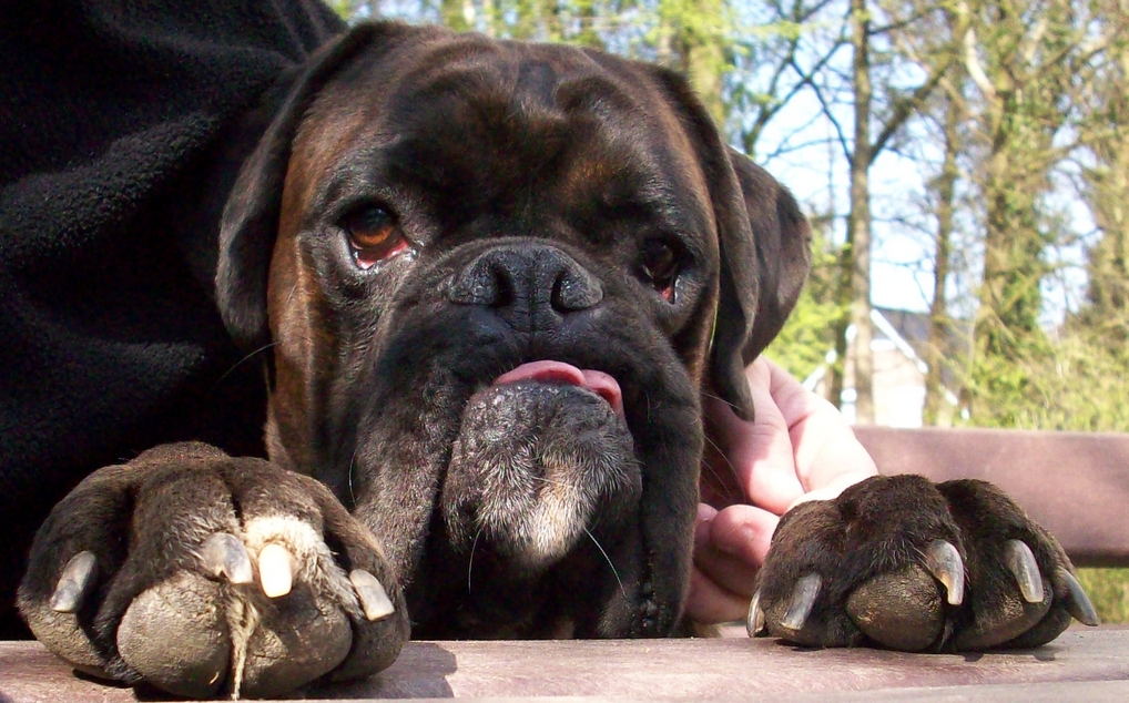 Boxerjungrüde beim Blick über eine Gartenbank