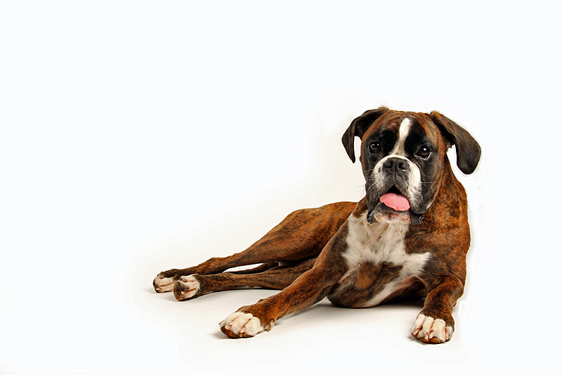 Boxermädel beim Fotoshoot