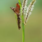 Boxermantis