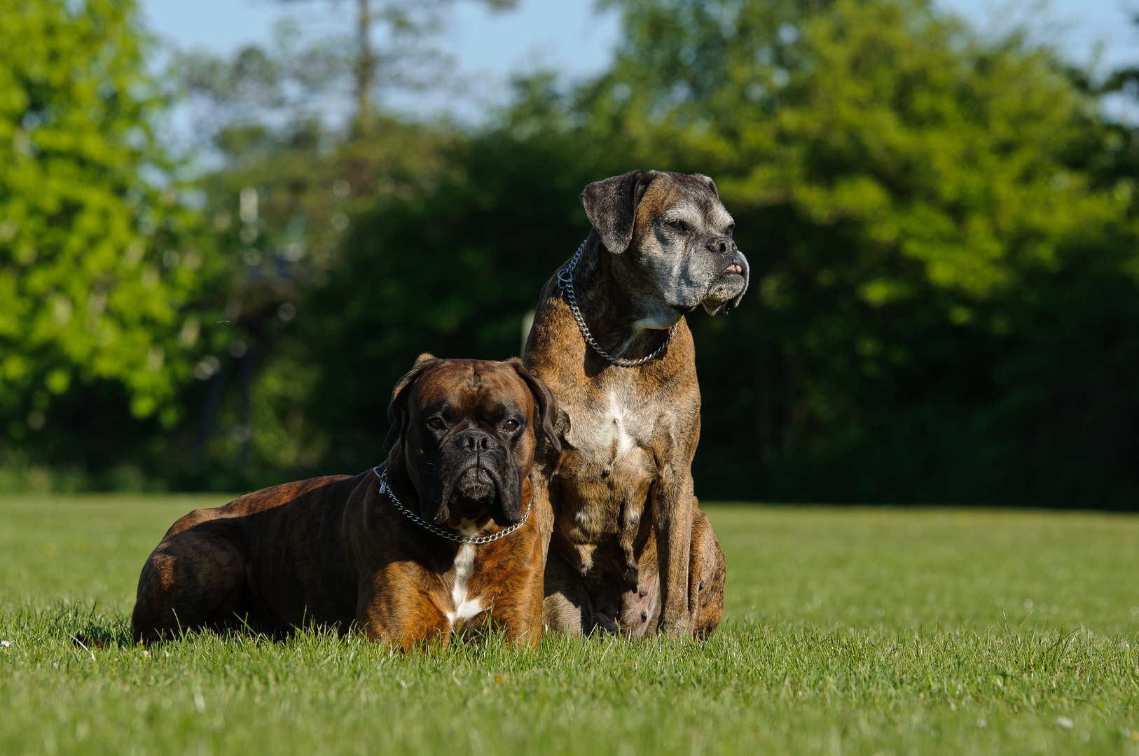 Boxerpärchen...