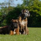 Boxerpärchen...