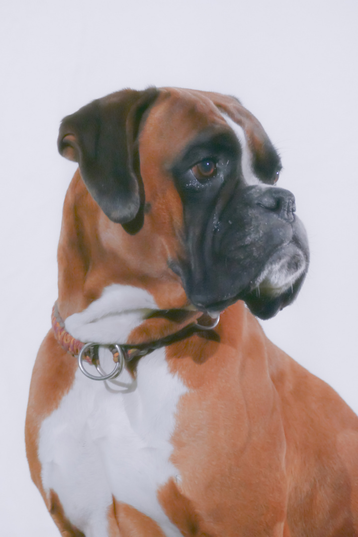 Boxerportrait 1