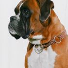 Boxerportrait 2