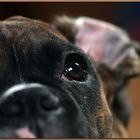 boxerportrait