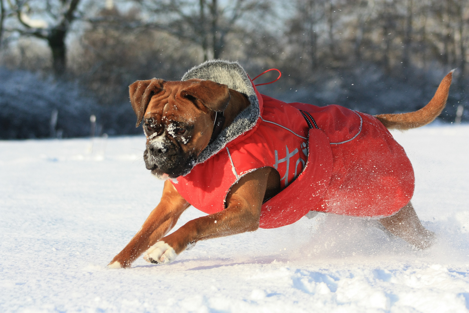 Boxerpower