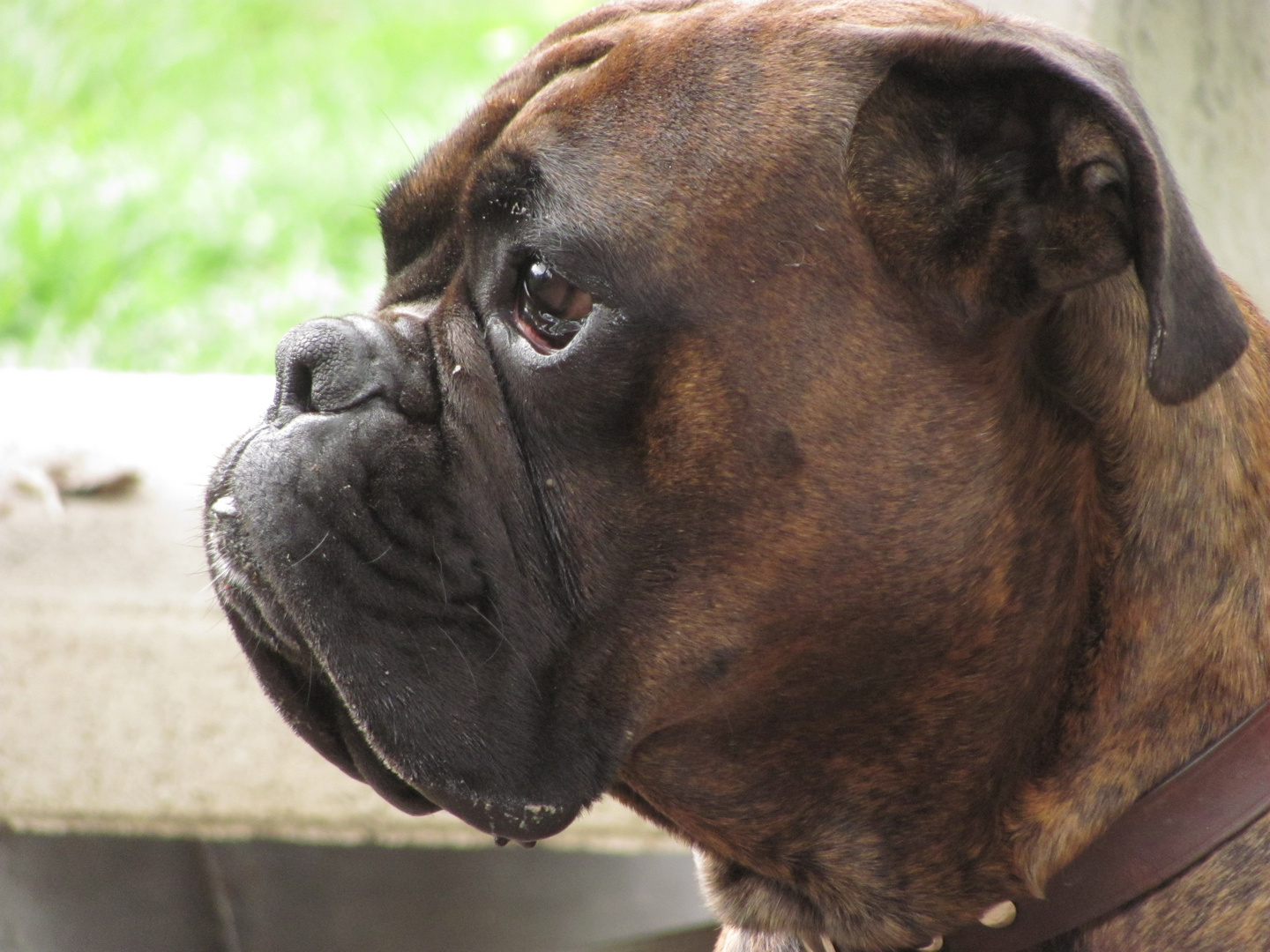 Boxerprofil