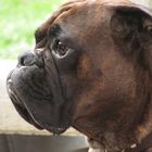 Boxerprofil