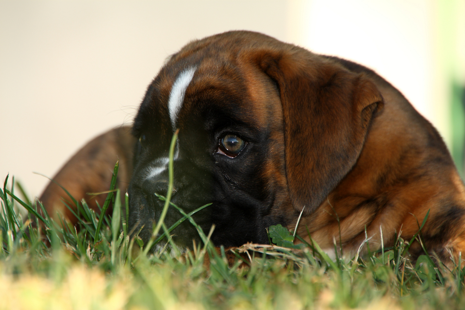 Boxer´s Blick in die Ferne