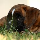 Boxer´s Blick in die Ferne