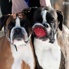 boxers Nora and Hart