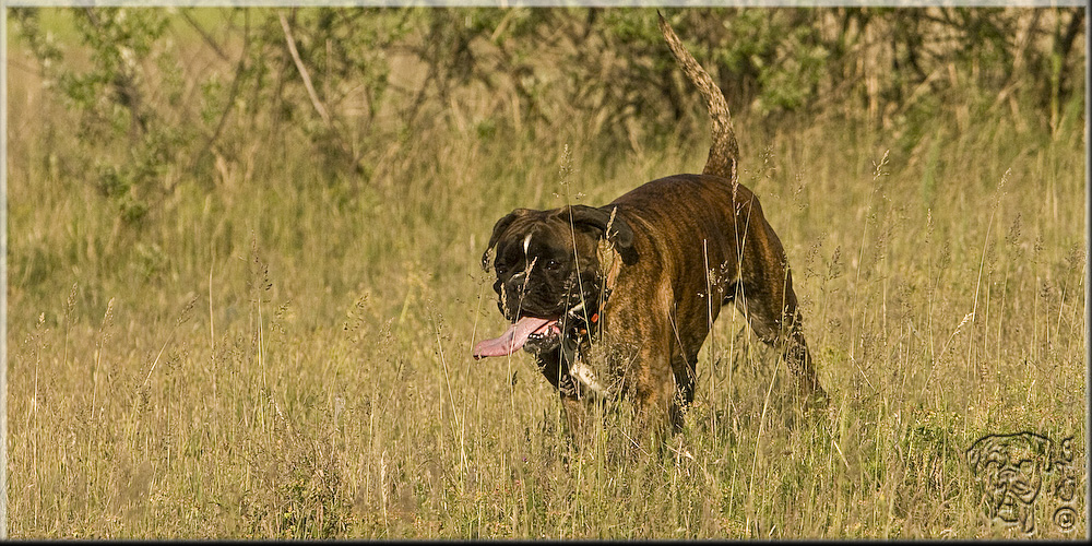 boxer's waschlappen