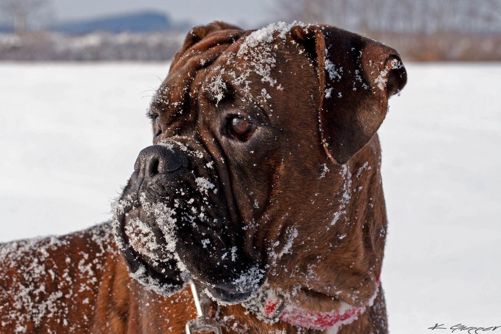 Boxerstopp im Schnee