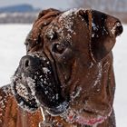 Boxerstopp im Schnee