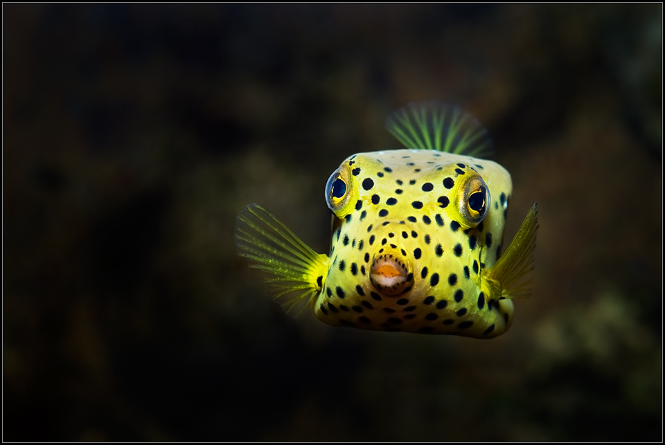 *boxfish*