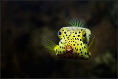 *boxfish*