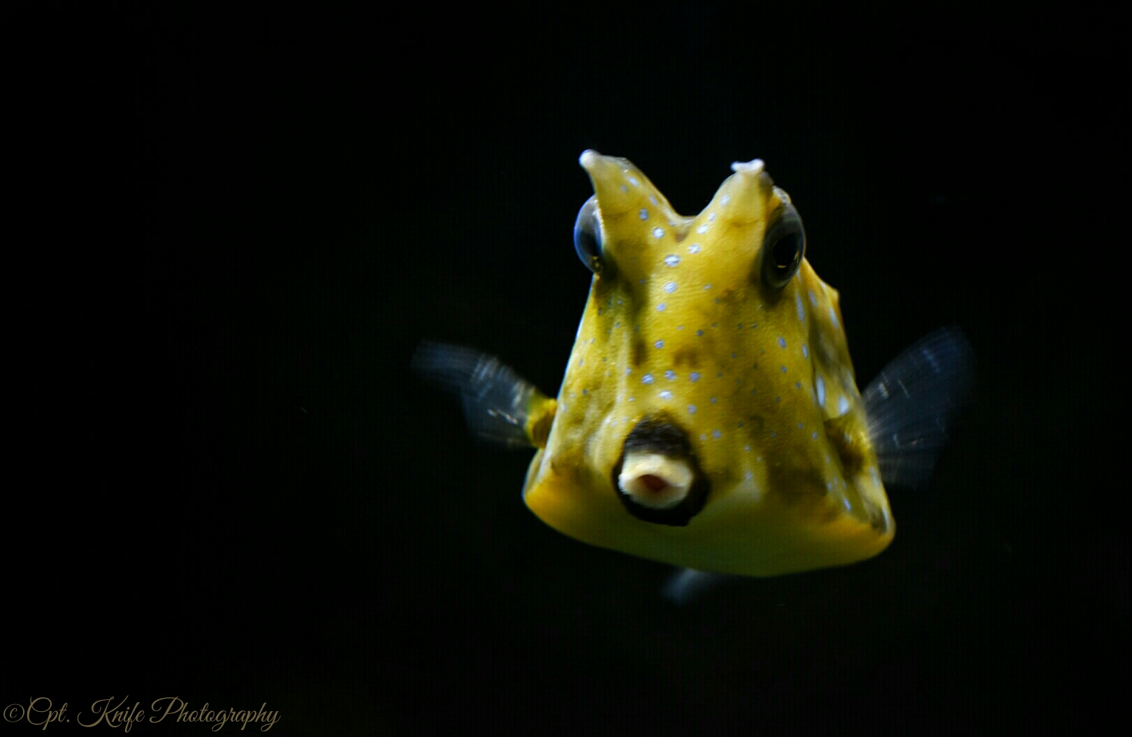 Boxfish...