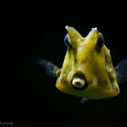 Boxfish...