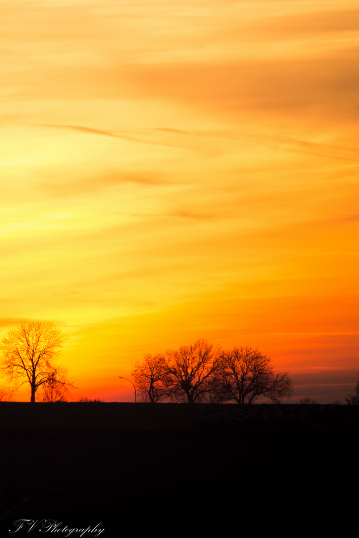 Boxhorn in sunset