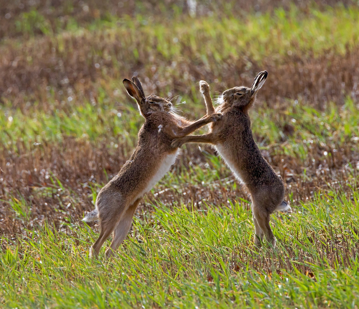 boxing hares