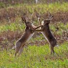 boxing hares