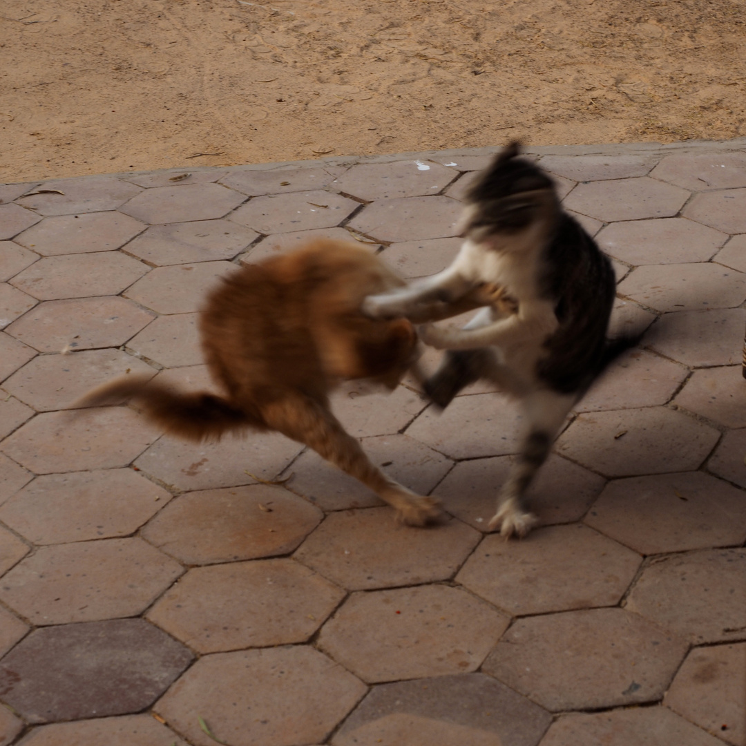 Boxkampf, Mittelgewicht