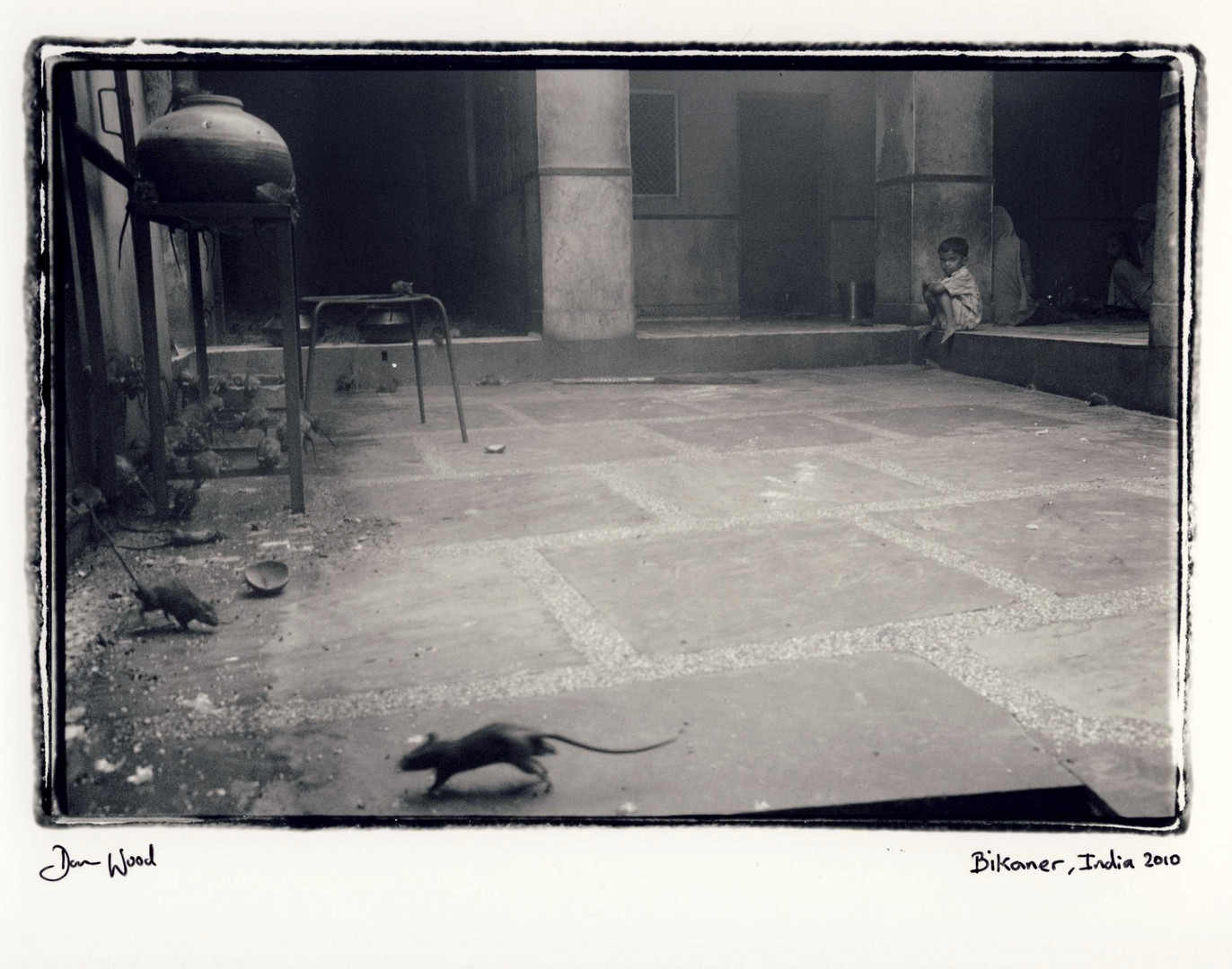 Boy and rats, India.