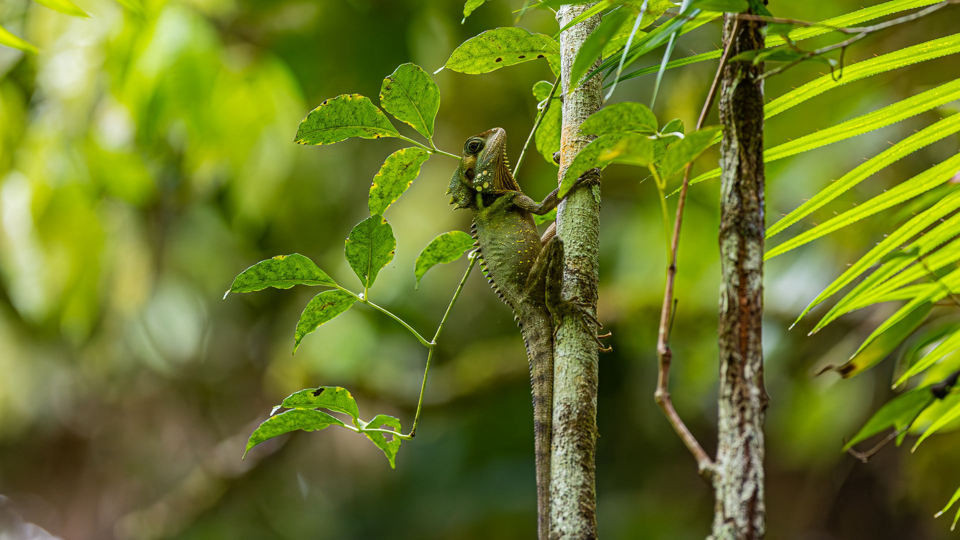 Boyds Forest Dragon - Boyds Winkelkopfagame