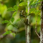 Boyds Forest Dragon - Boyds Winkelkopfagame