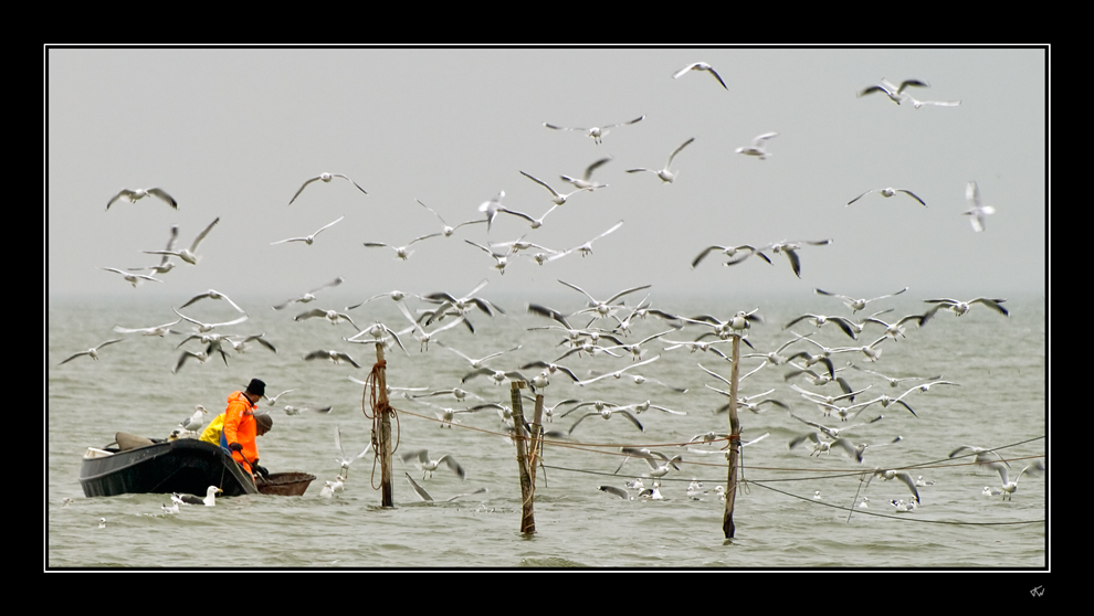 Boys & gulls