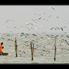 Boys & gulls