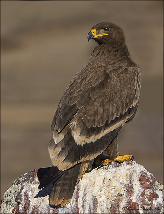 Bozk&#305;r kartal&#305; Steppe eagle / Aquila nipalensis