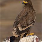 Bozk&#305;r kartal&#305; Steppe eagle / Aquila nipalensis