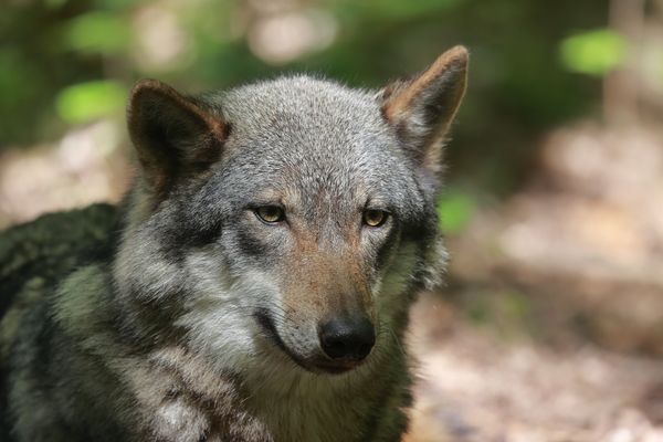 Hunde (Canidae) Bilder & Fotos