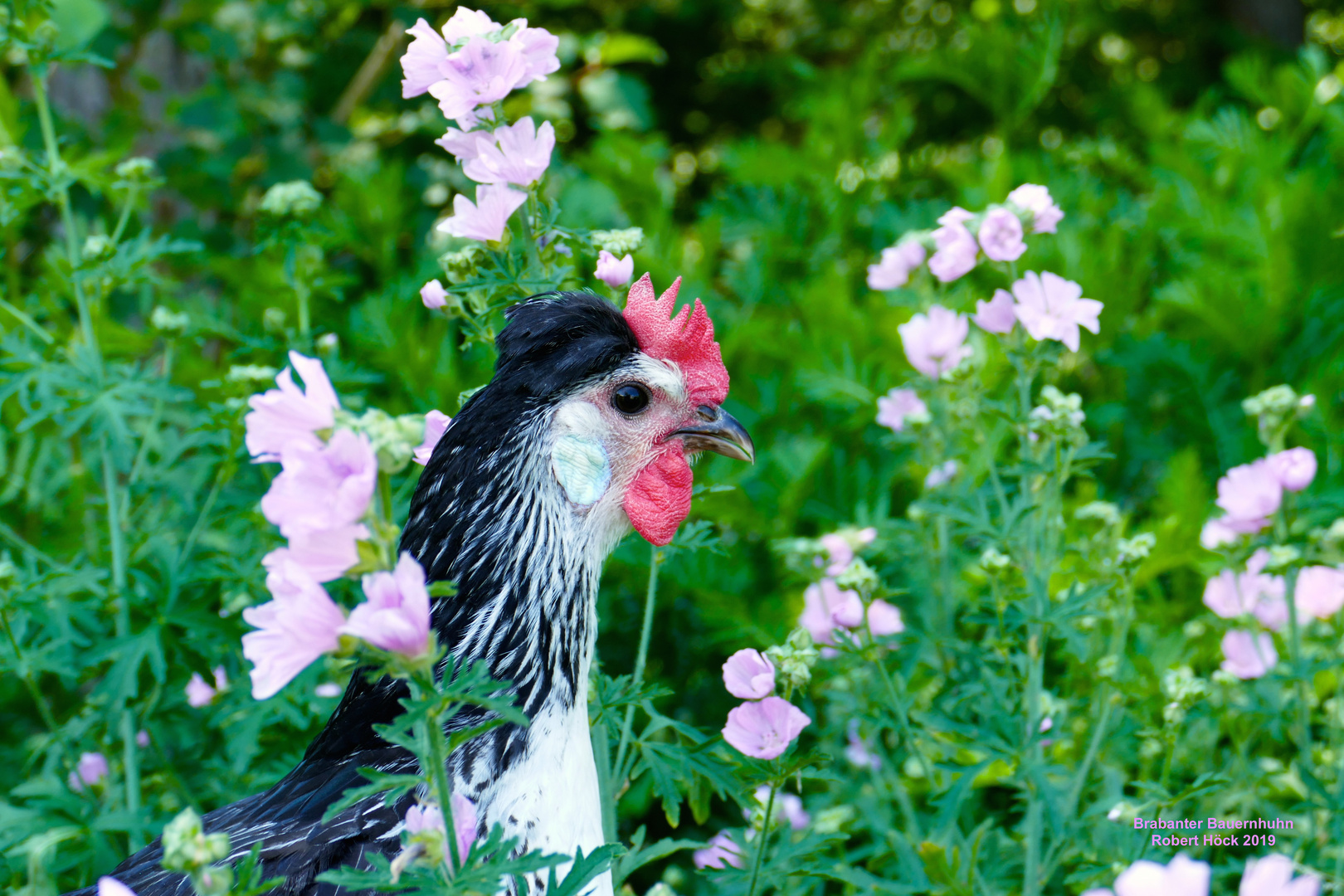 Brabanter Bauernhuhn zwischen Moschusmalven (Malva moschata) - Brabants boerenhoen - Happy Huhn