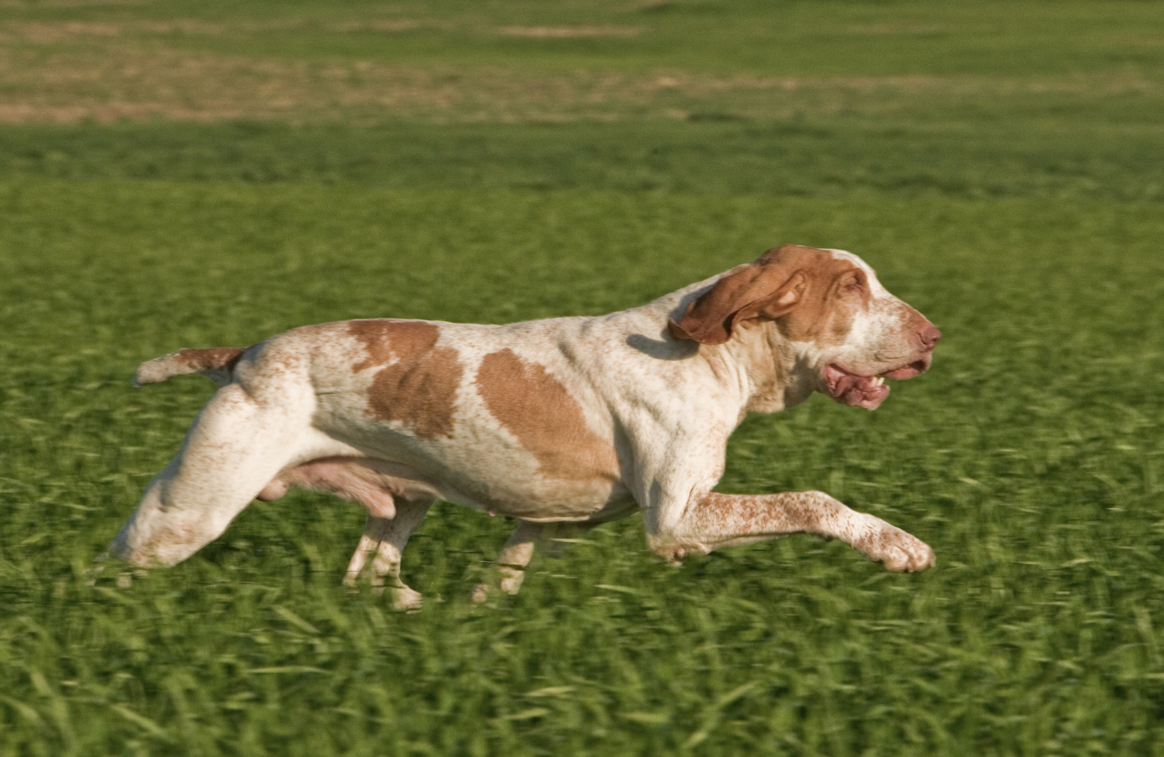 Bracco italiano al trotto