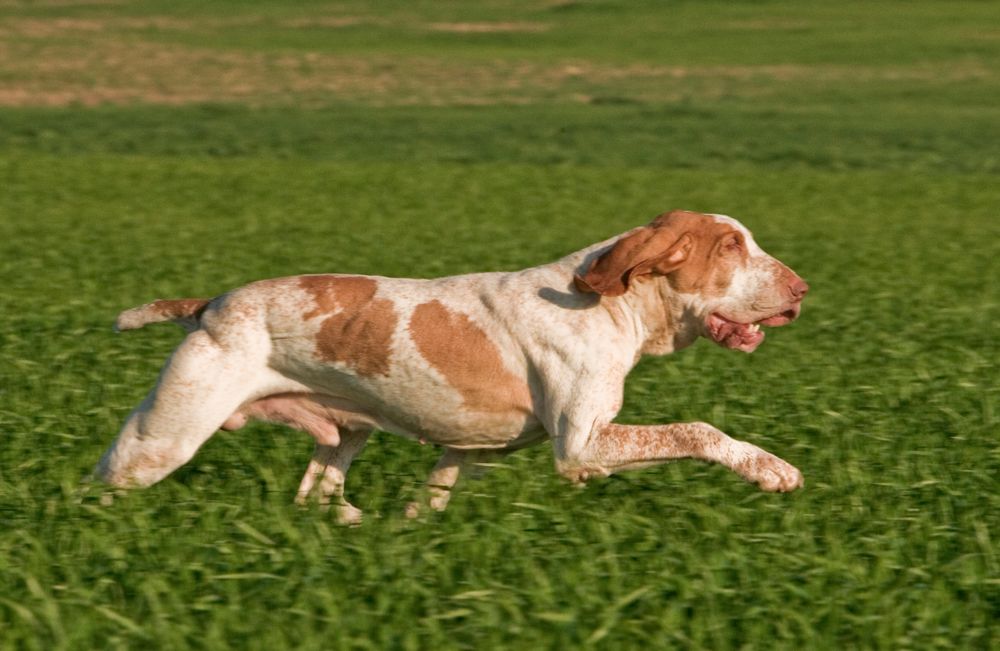 Bracco italiano al trotto