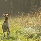 Bracco Italiano - Aldo Compatriota di Bonfini