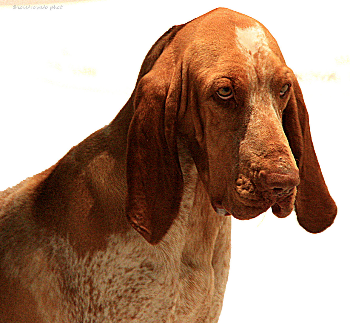 Bracco Italiano