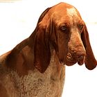 Bracco Italiano