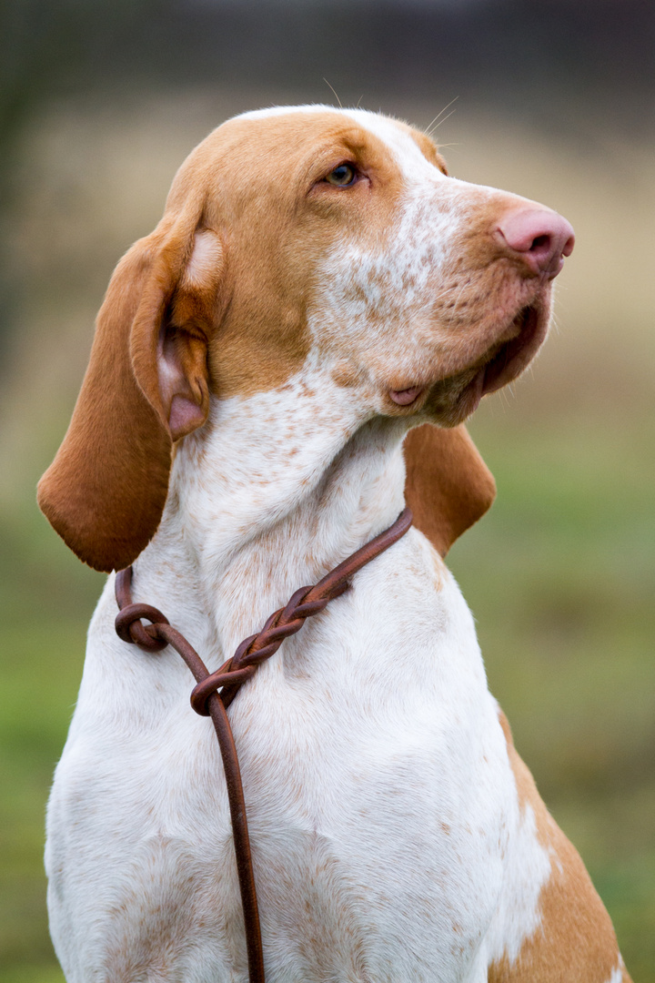 Bracco Italiano