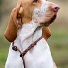 Bracco Italiano