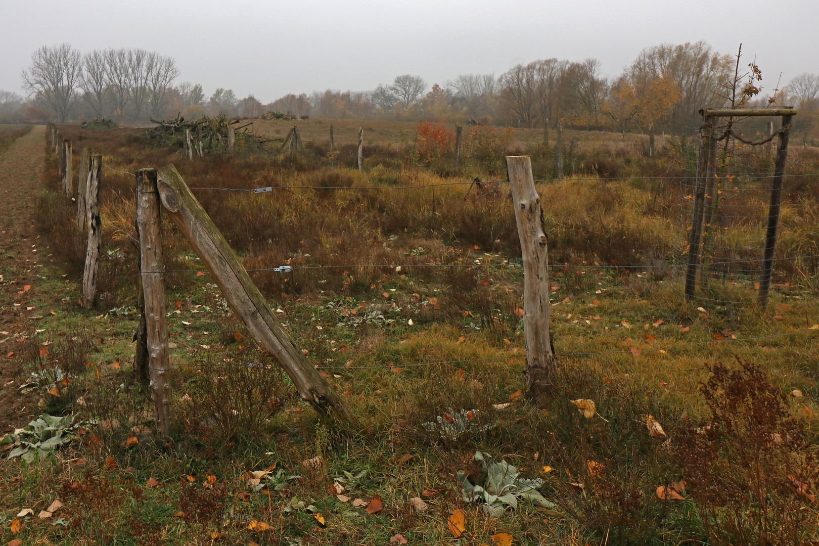 Brache beim Mittellandkanal