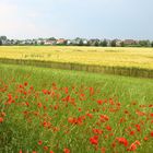 Brachestreifen neben Kornfeld