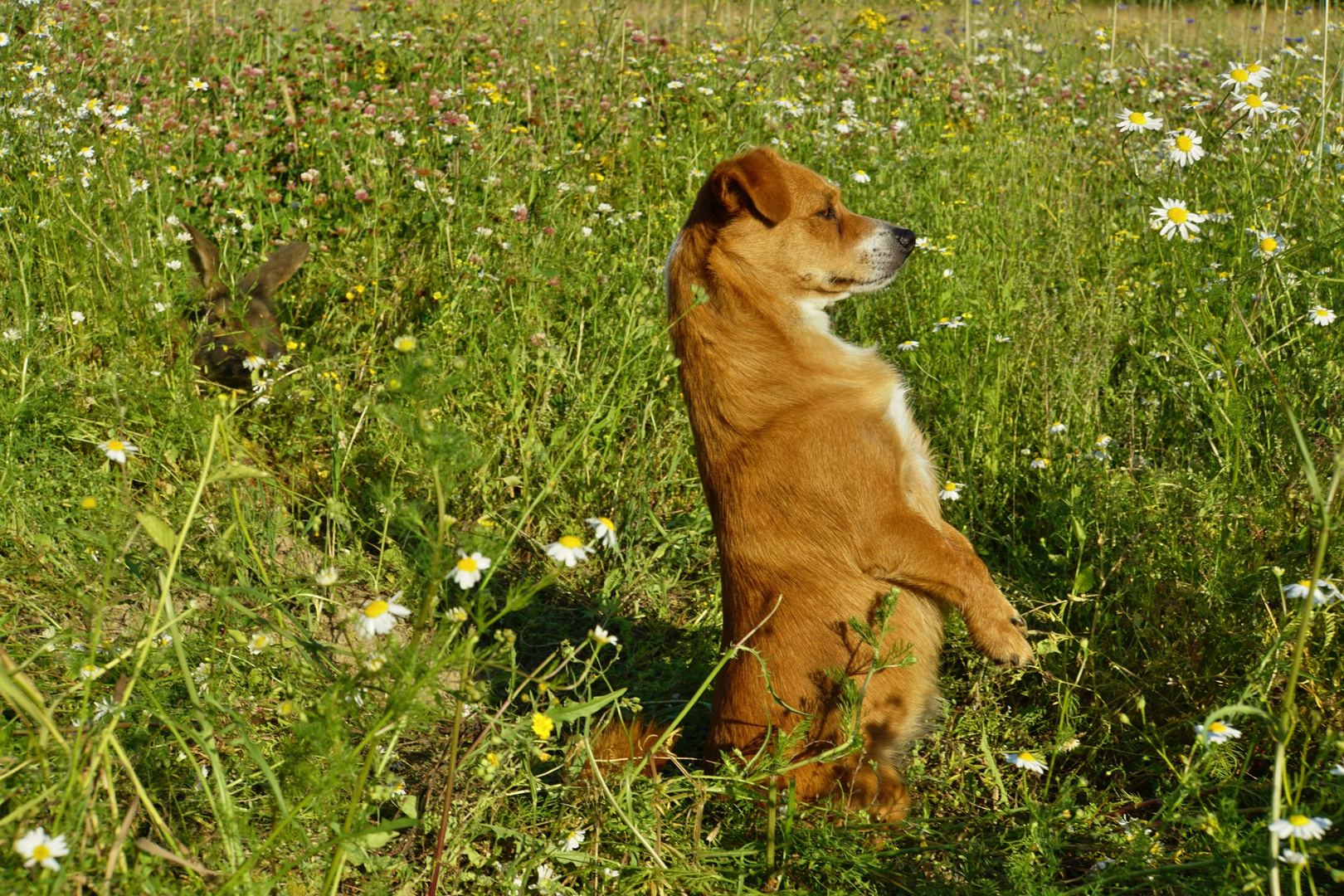 Brachfeld mit Caneli & Kaninchen_02