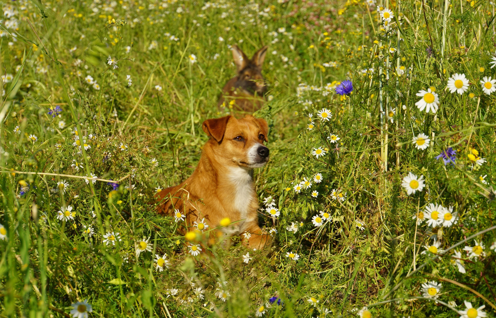 Brachfeld mit Caneli & Kaninchen_04