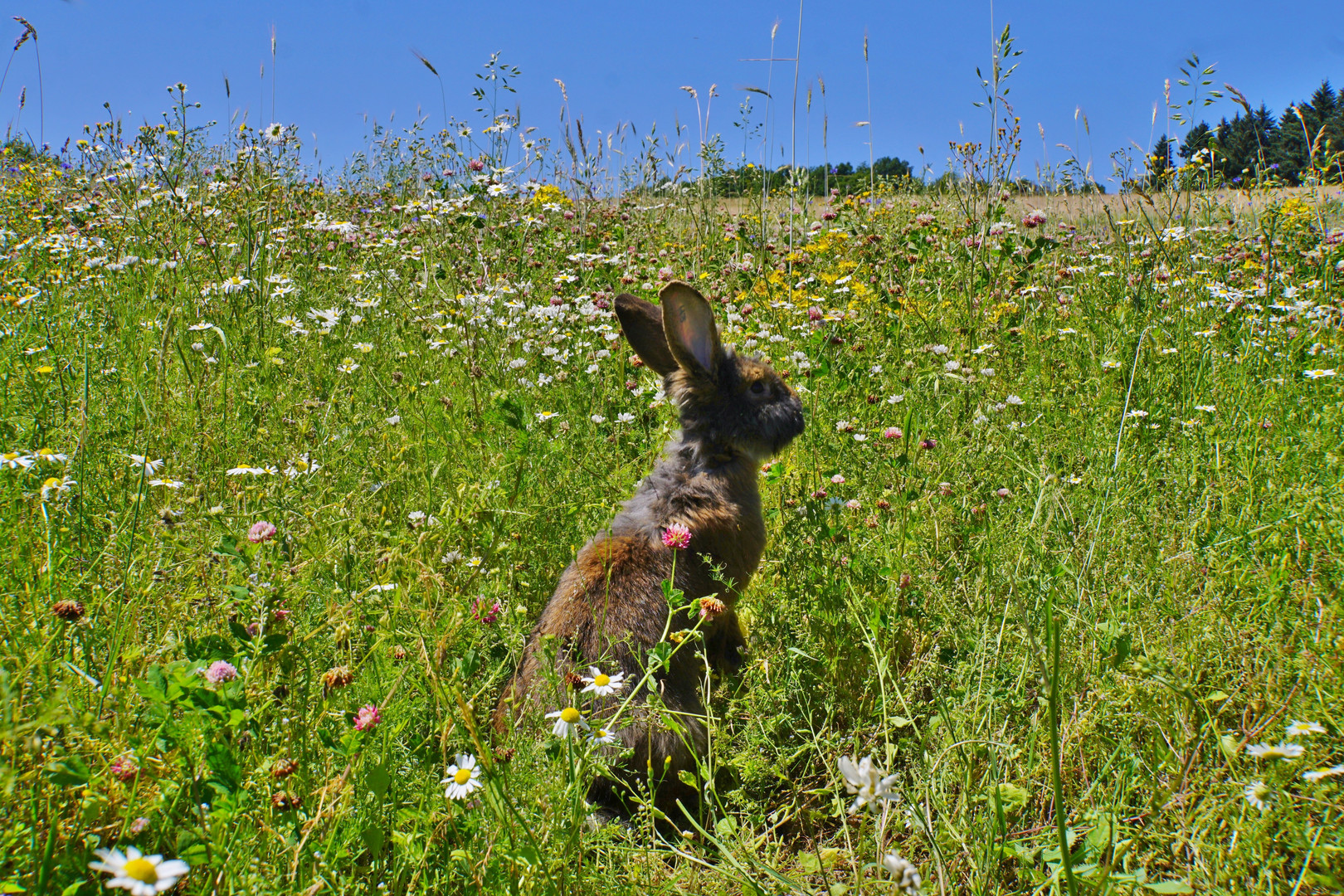 Brachfeld mit Kaninchen_06