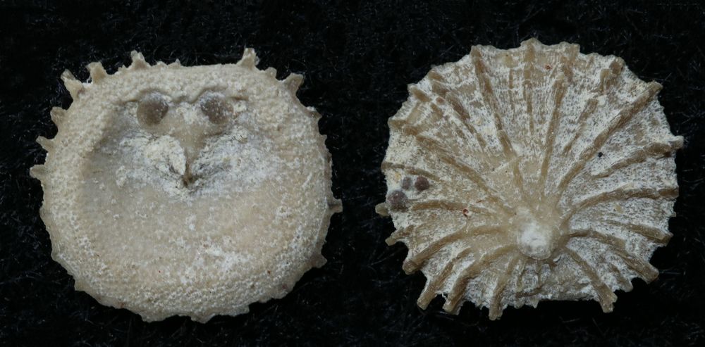 Brachiopode aus der Kreidezeit - Isocrania sp.