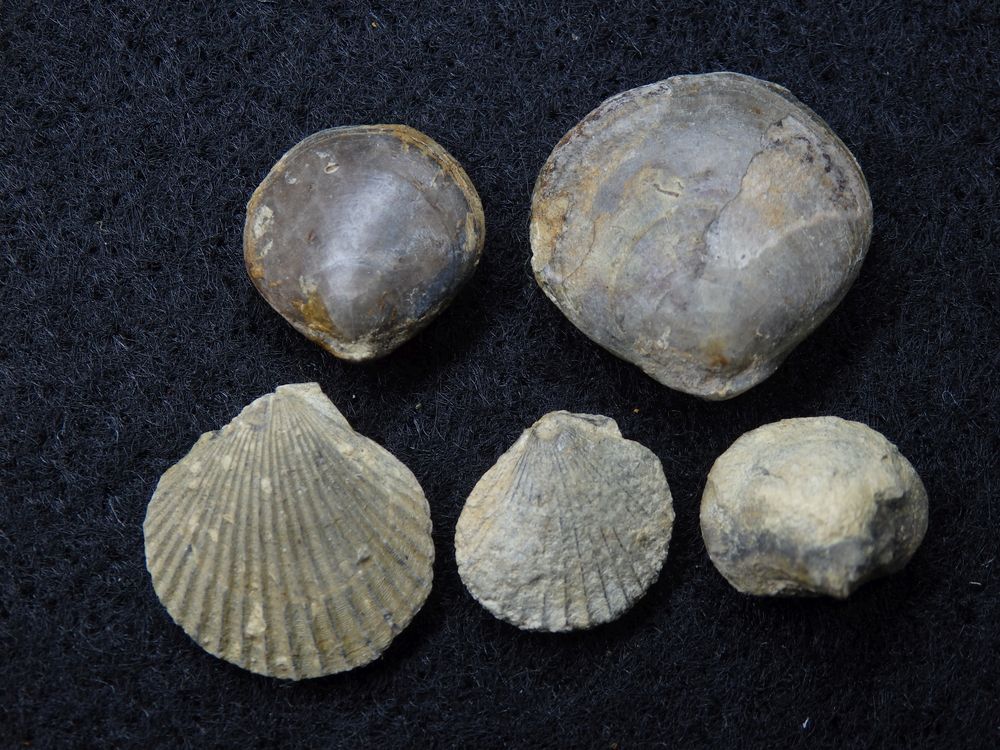 Brachiopoden und Kammmuscheln aus der Jurazeit Foto &amp; Bild | sonstiges ...